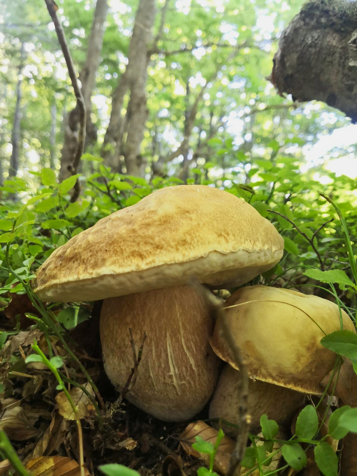 FUNGHI